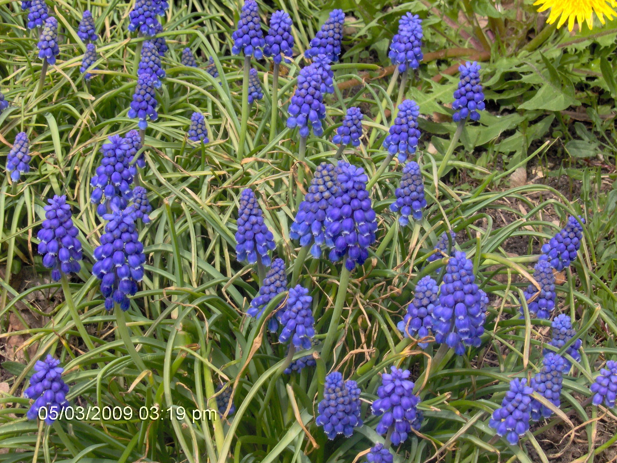 blue grape hyacinth flowers