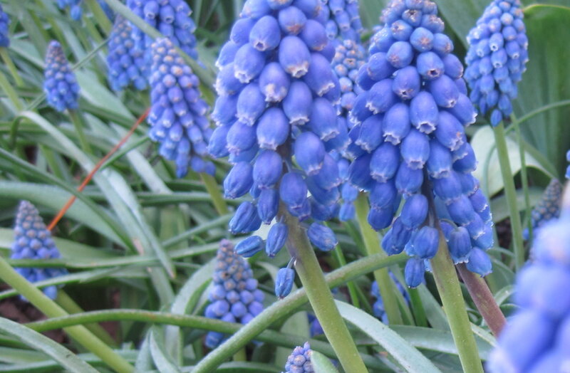 blue grape hyacinth flowers
