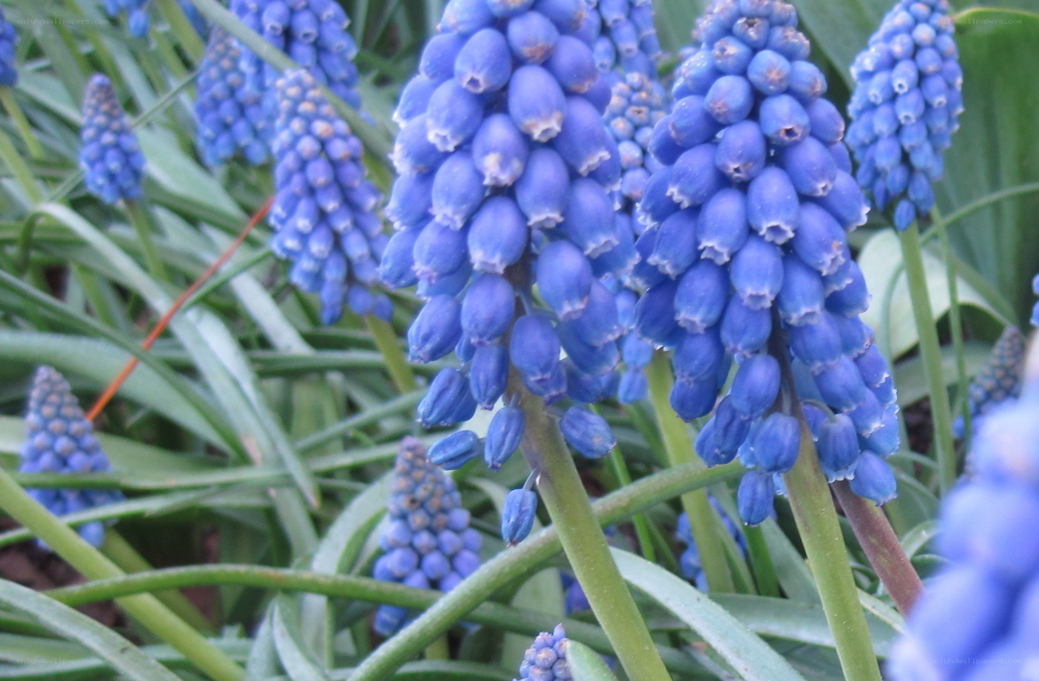 blue grape hyacinth flowers