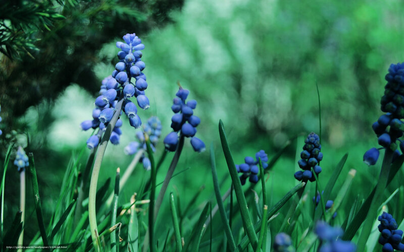 Blue grape hyacinth flowers