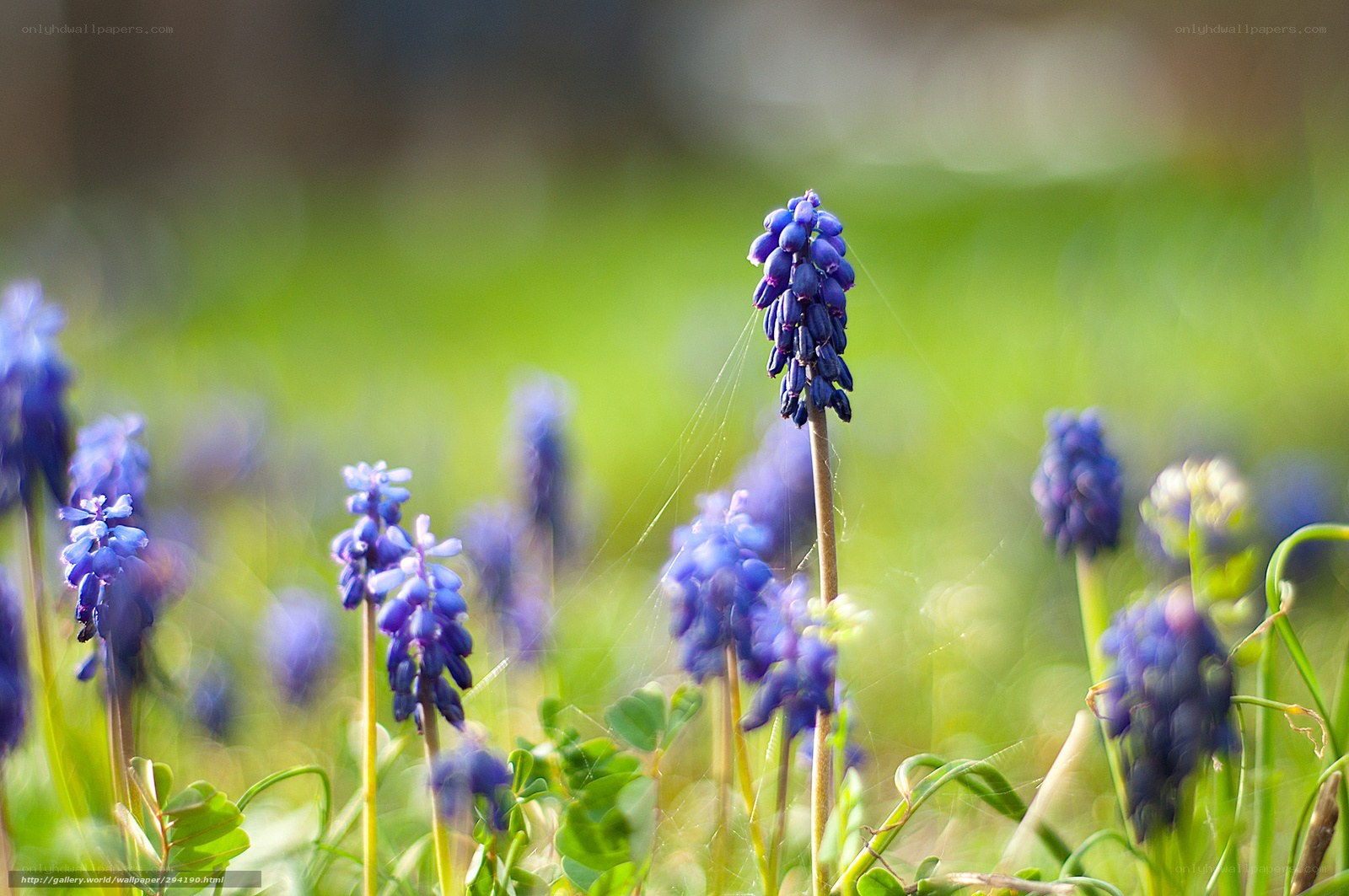 Blue grape hyacinth flowers