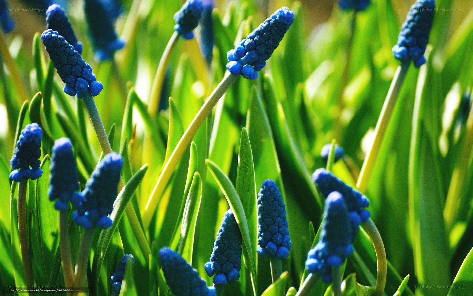 Blue grape hyacinth flowers