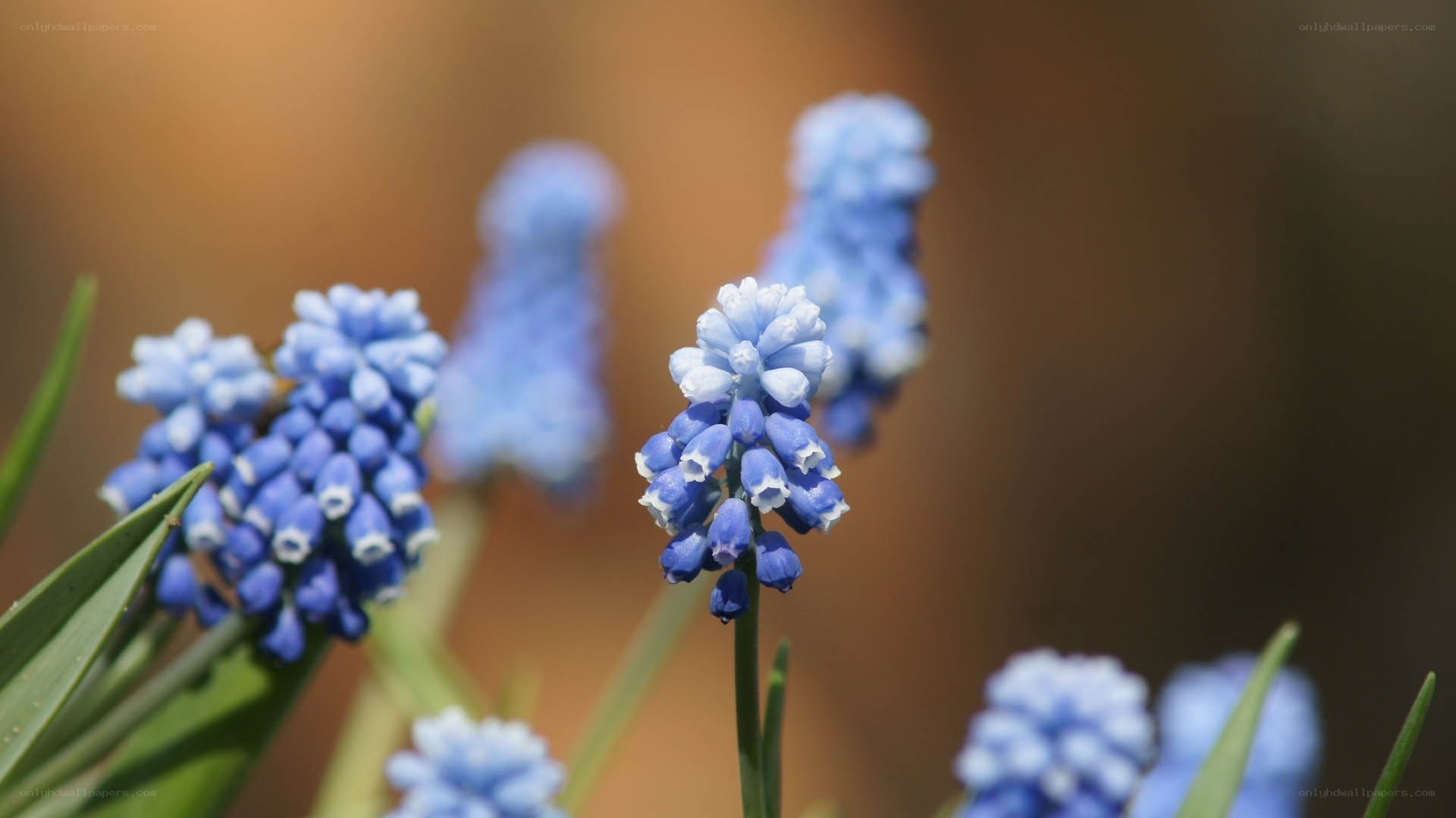 blue grape hyacinth flowers