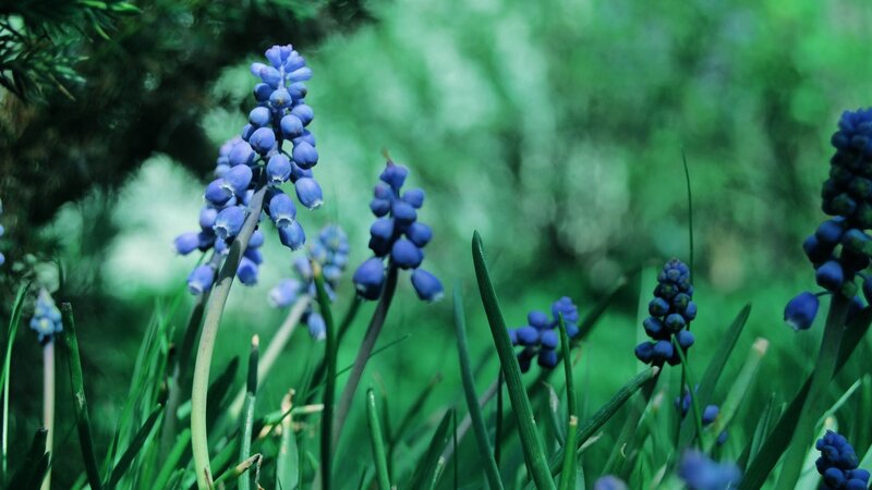 blue grape hyacinth flowers