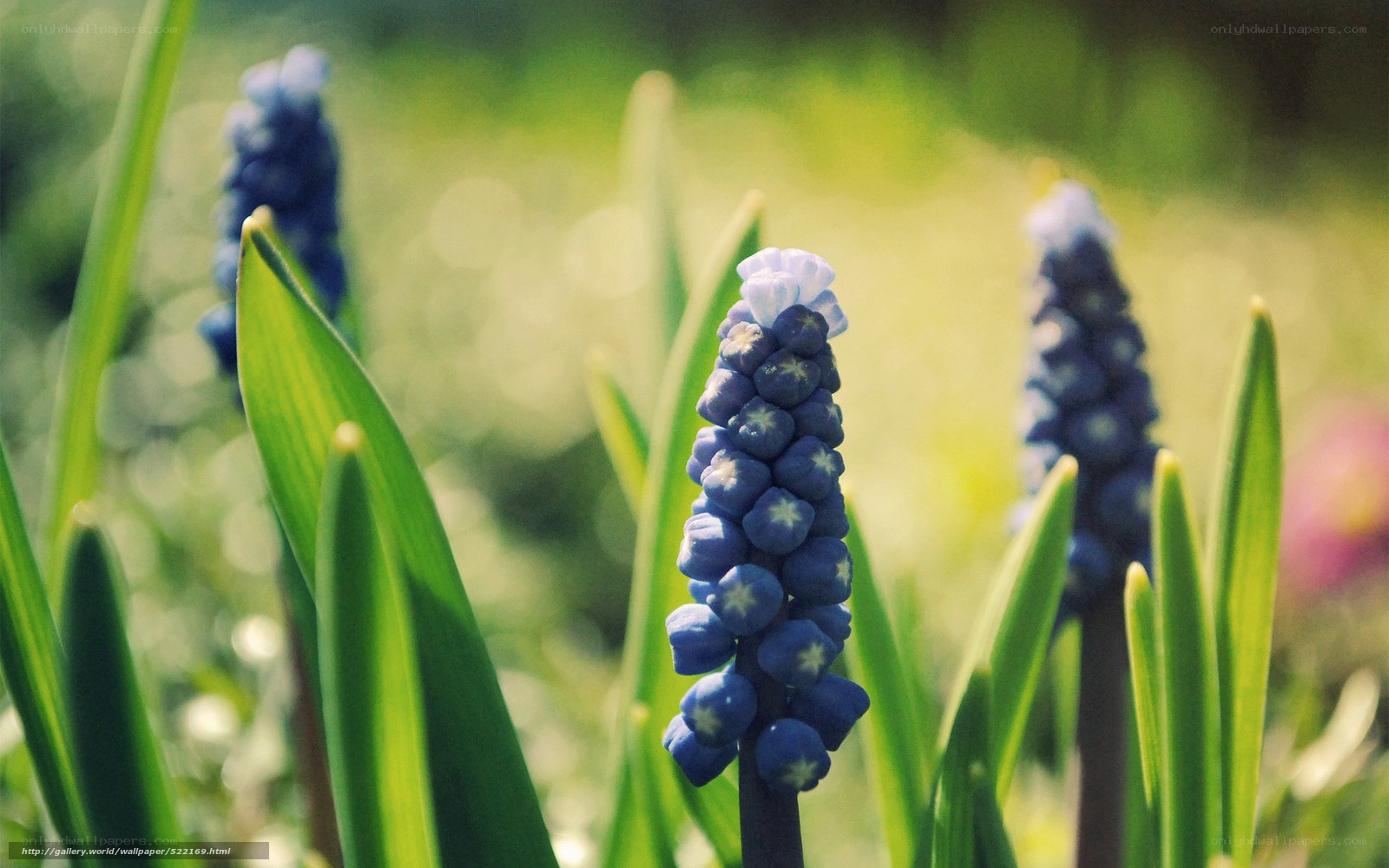 Blue grape hyacinth flowers