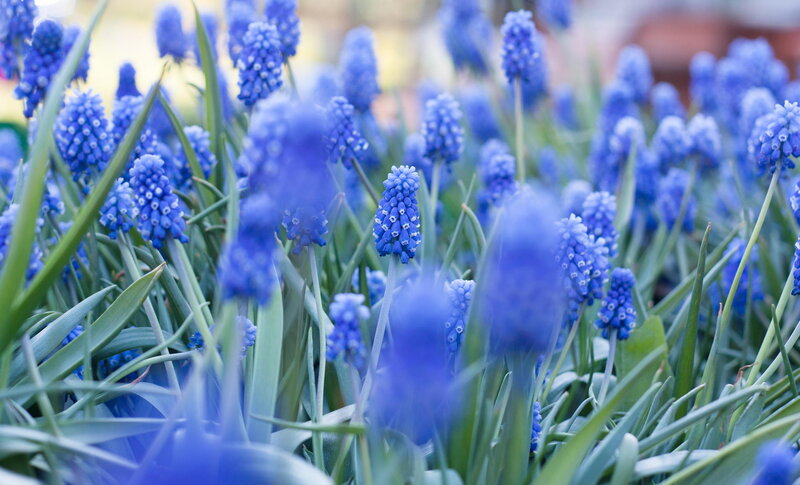 Blue Grape Hyacinth Flowers — Calm, Spring, Photograph, Green Leaves