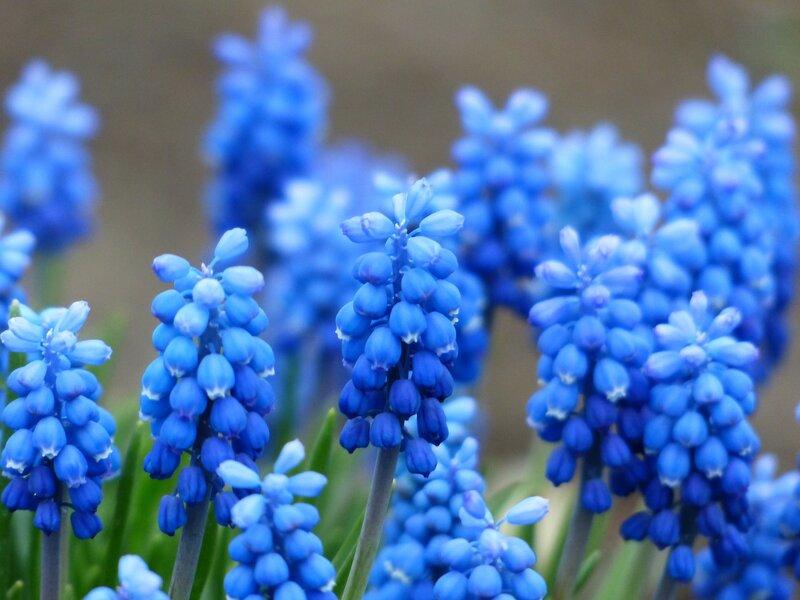 Blue Grape Hyacinth Flowers — Calm, Spring, Photograph, Stems