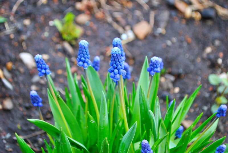 Blue Grape Hyacinth Flowers — Calm, Spring, Photograph