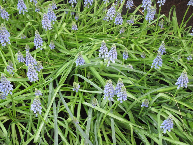Blue Grape Hyacinth Flowers — Calm, Spring