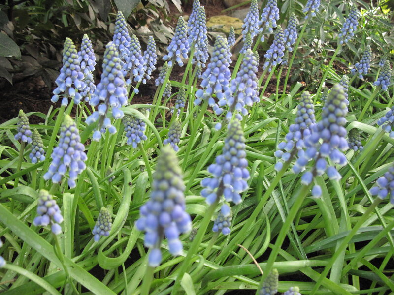 Blue Grape Hyacinth Flowers — Calm