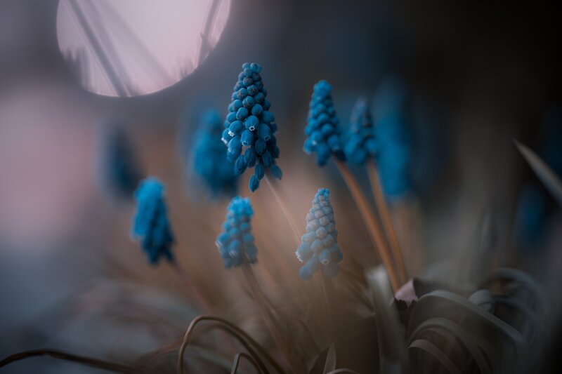 Blue Grape Hyacinth Flowers — Dreamy