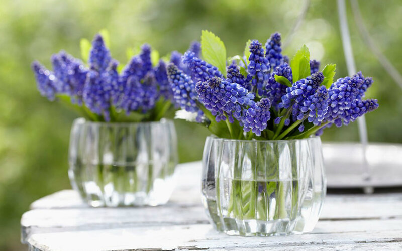 Blue Grape Hyacinth Flowers — Purple, Serene, Spring