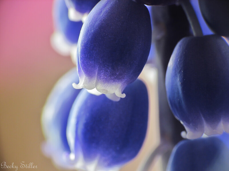 Blue Grape Hyacinth Flowers — Purple, Serene