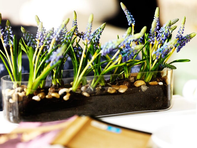 Blue Grape Hyacinth Flowers — Purple