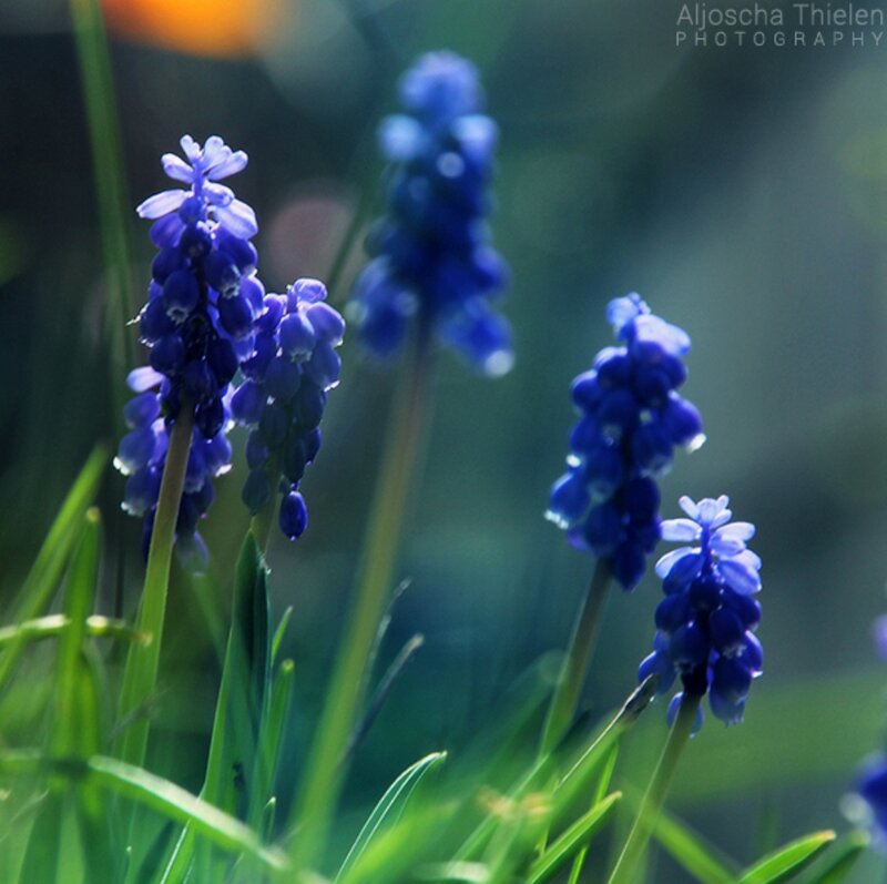 Blue Grape Hyacinth Flowers — Serene, Morning