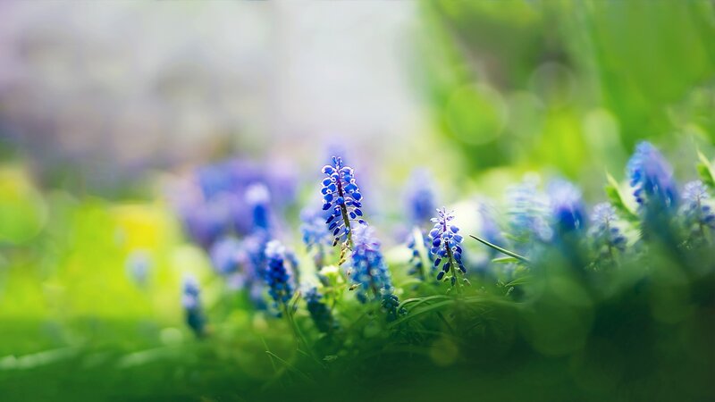 Blue Grape Hyacinth Flowers — Serene, Spring, Photograph, Green Grass, Sunlight