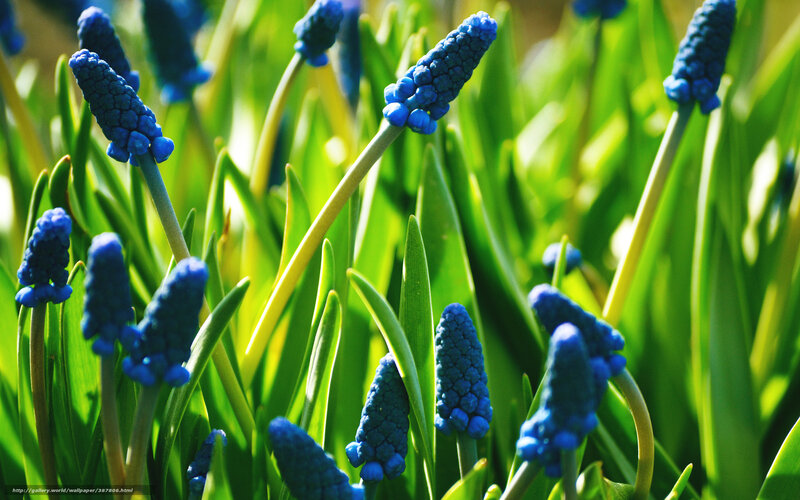 Blue Grape Hyacinth Flowers — Serene, Spring, Photograph, Green Leaves, Sunlight