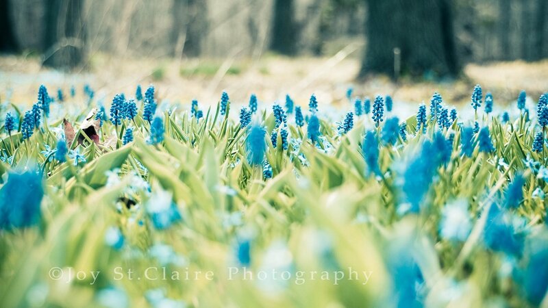 Blue Grape Hyacinth Flowers — Serene, Spring, Photograph, Green Leaves, Trees
