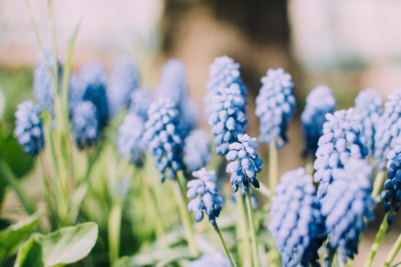 Blue Grape Hyacinth Flowers — Serene, Spring, Photograph, Green Stems, Leaves