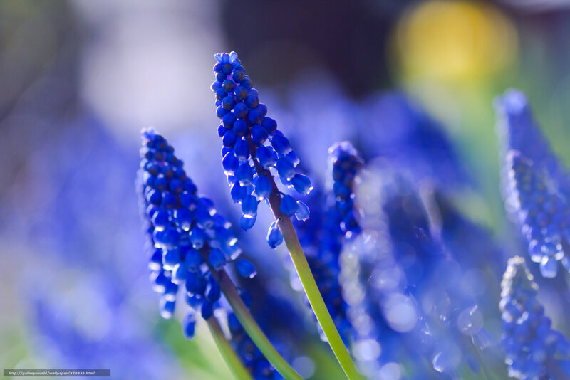 Blue Grape Hyacinth Flowers — Serene, Spring, Photograph, Green Stems