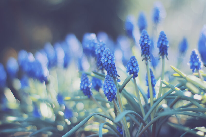 Blue Grape Hyacinth Flowers — Serene, Spring, Photograph, Leaves