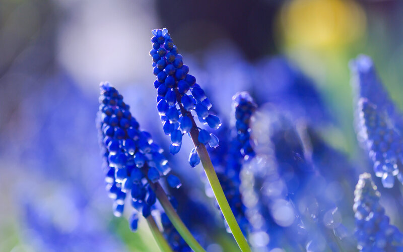 Blue Grape Hyacinth Flowers — Serene, Spring, Photograph, Stem