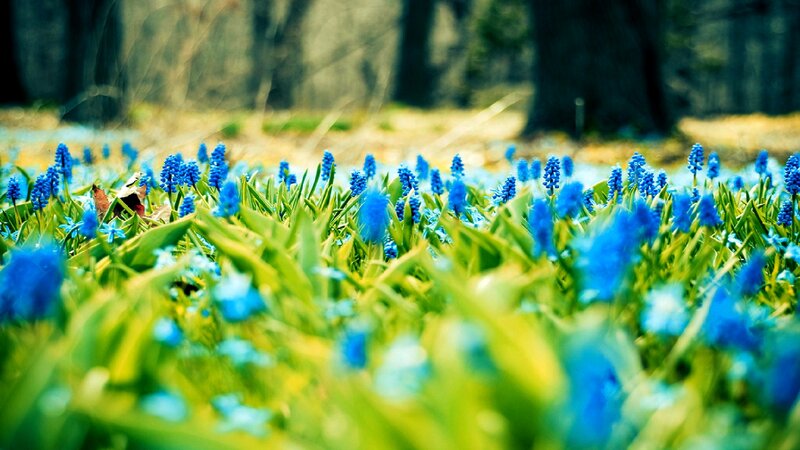 Blue Grape Hyacinth Flowers — Serene, Spring, Photograph