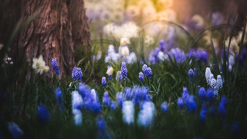 Blue Grape Hyacinth Flowers — Serene, Spring, Photograph, Tree Trunk