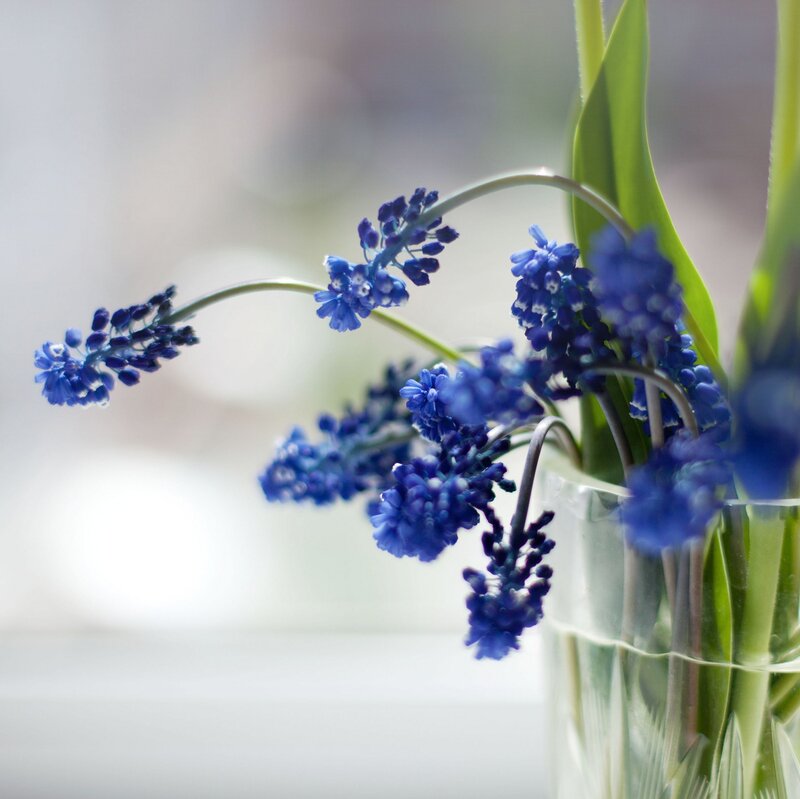 Blue Grape Hyacinth Flowers — Serene, Spring, Photograph, Vase