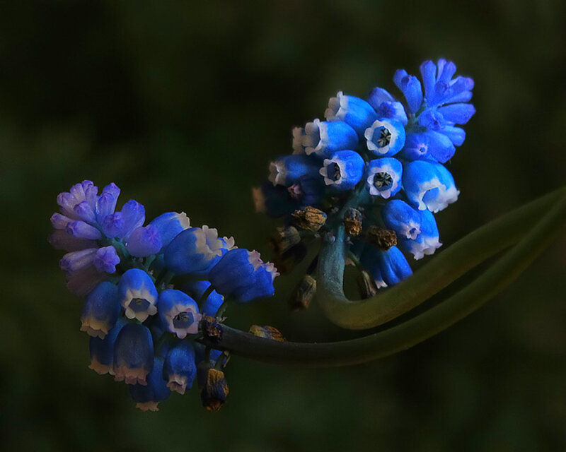 Blue Grape Hyacinth Flowers — Serene, Spring