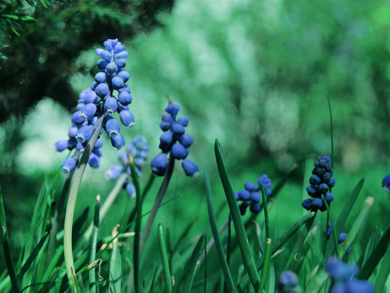 Blue Grape Hyacinth Flowers — Serene