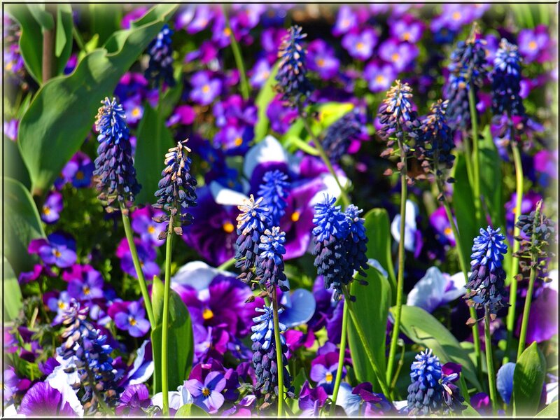 Blue Grape Hyacinth Flowers — Vibrant