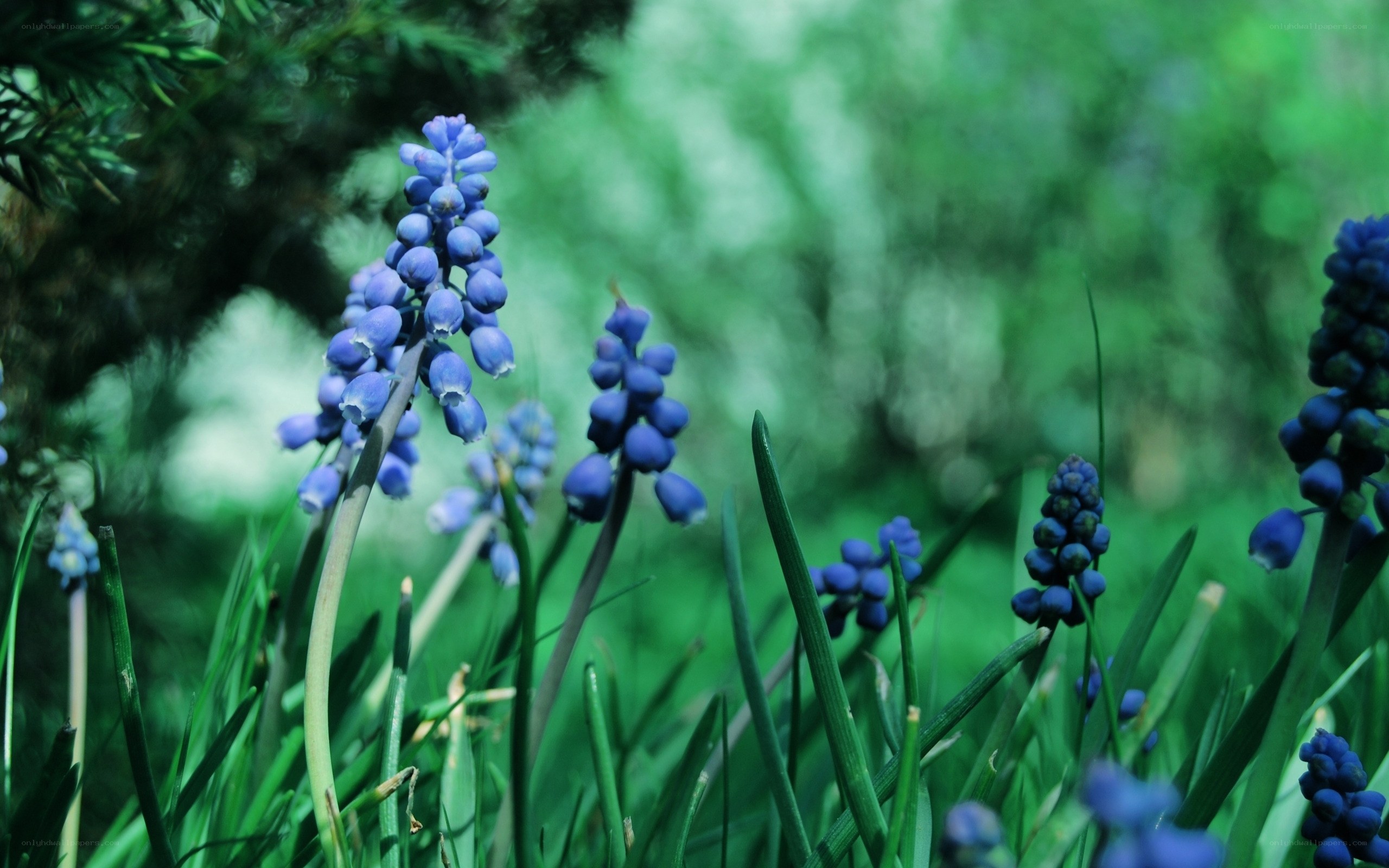 Blue grape hyacinth flowers