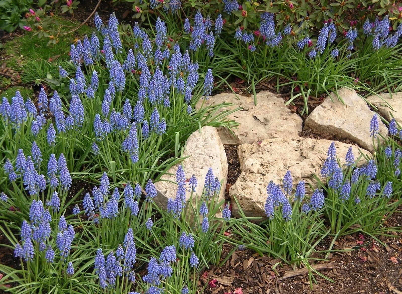 blue grape hyacinth garden