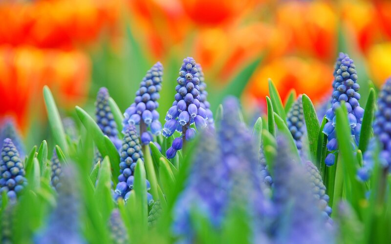 Blue grape hyacinths in a garden