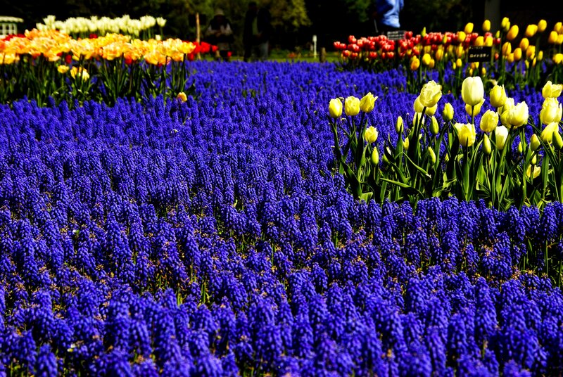 Blue Grape Hyacinths