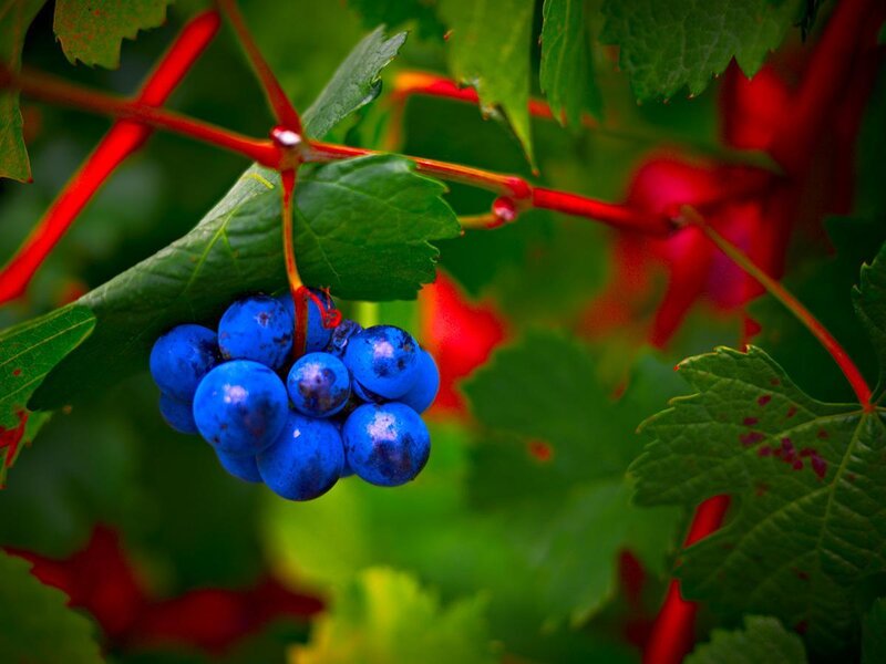 blue grapes on a vine