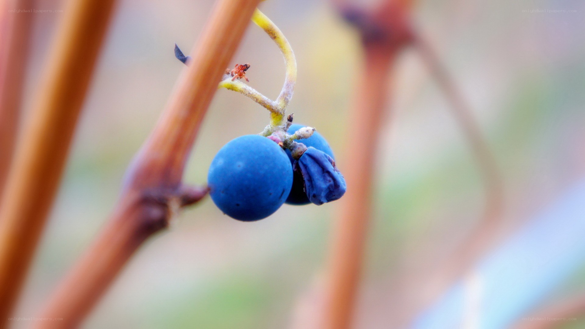 blue grapes on a vine