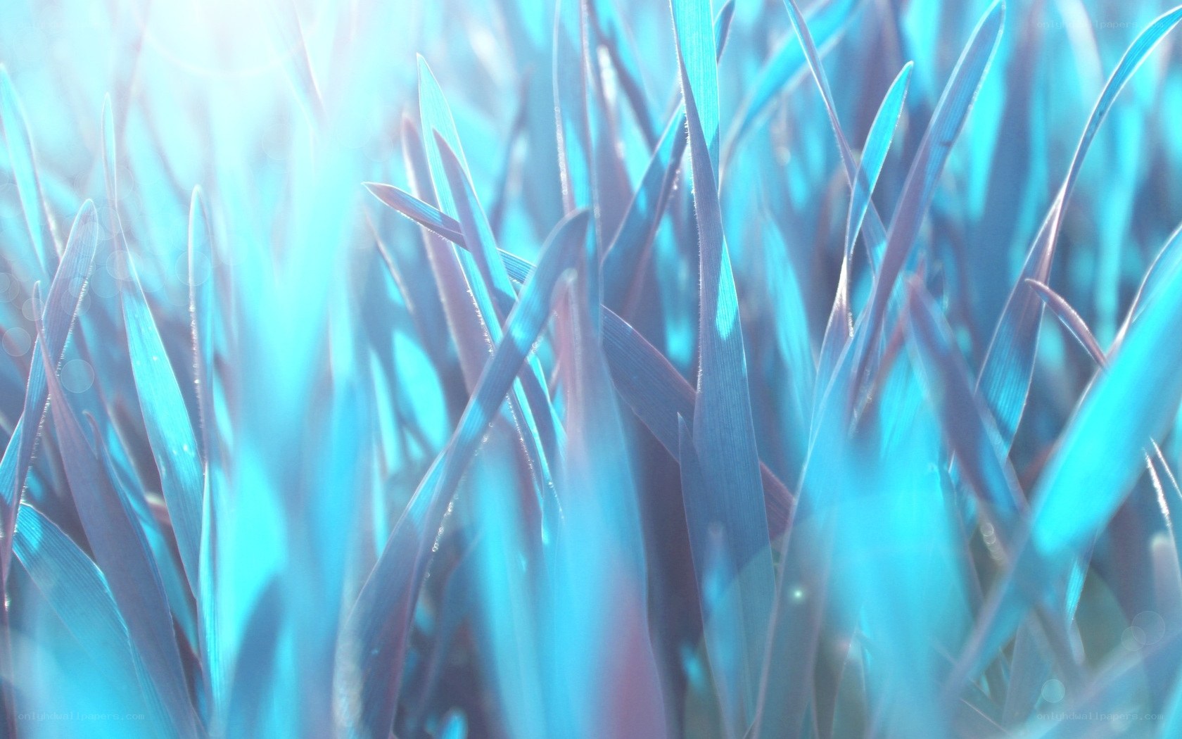 blue grass blades in sunlight