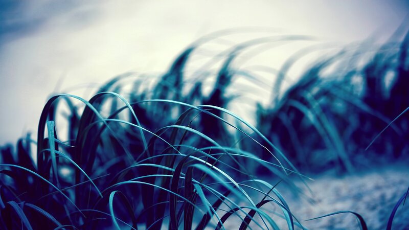Blue Grass Blades