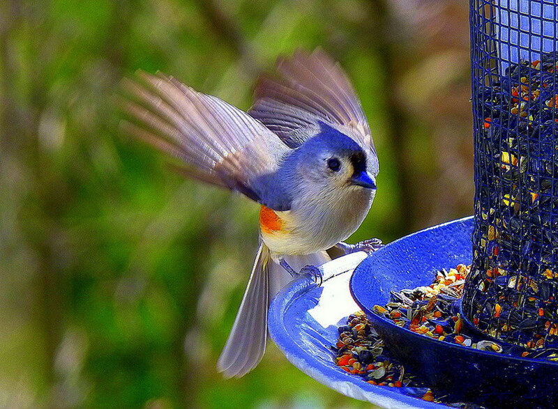 Blue-gray Bird at Feeder