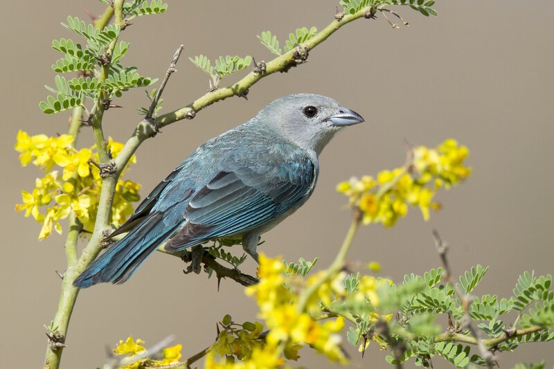 Blue-gray Bird on Branch
