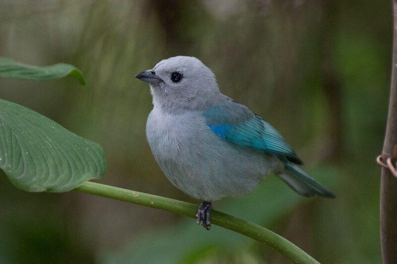 blue-gray tanager perched