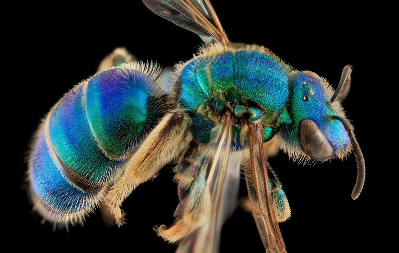 Blue-green Bee