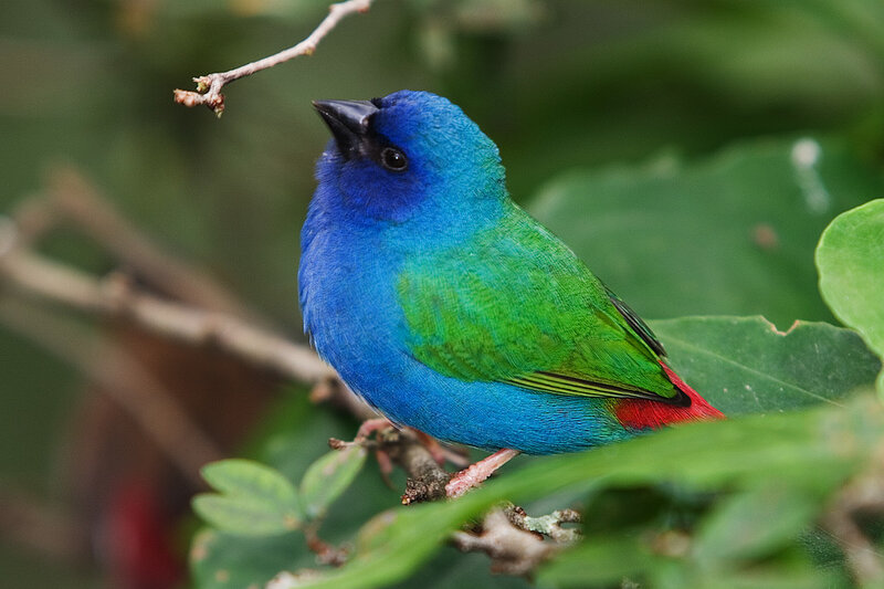 Blue-green Bird on Branch