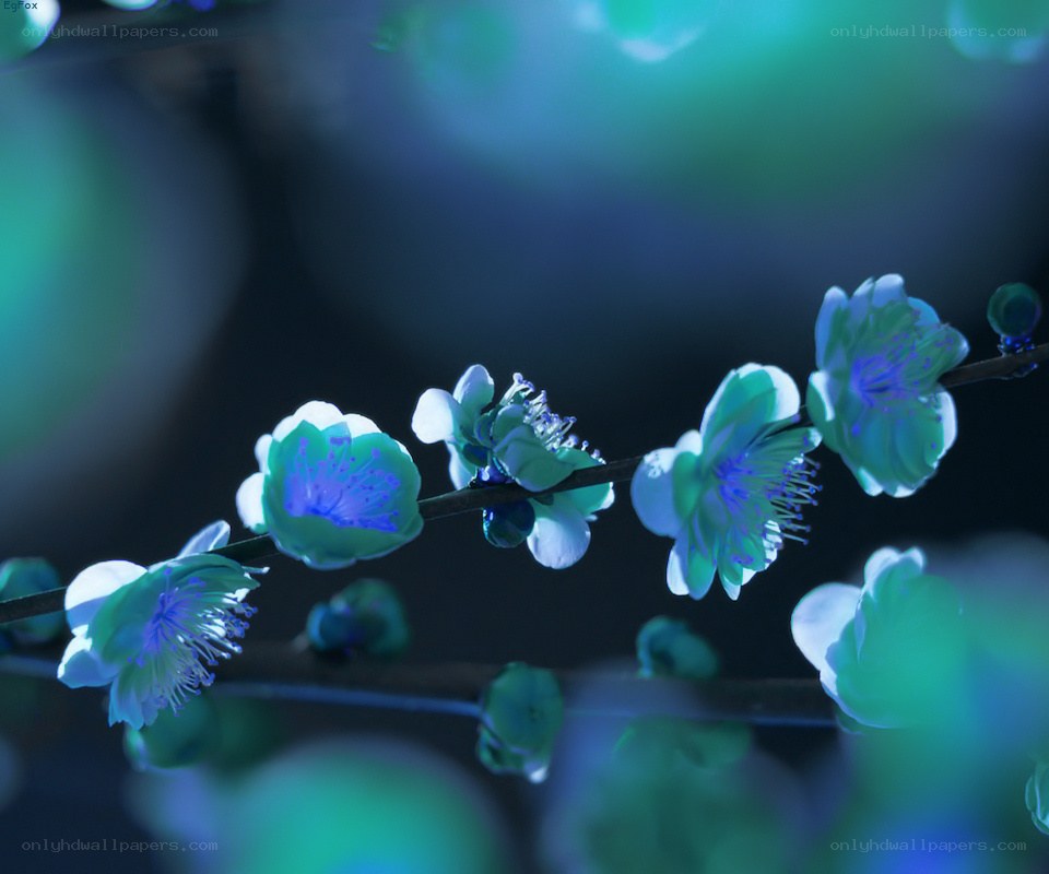 blue-green blossoms on a branch