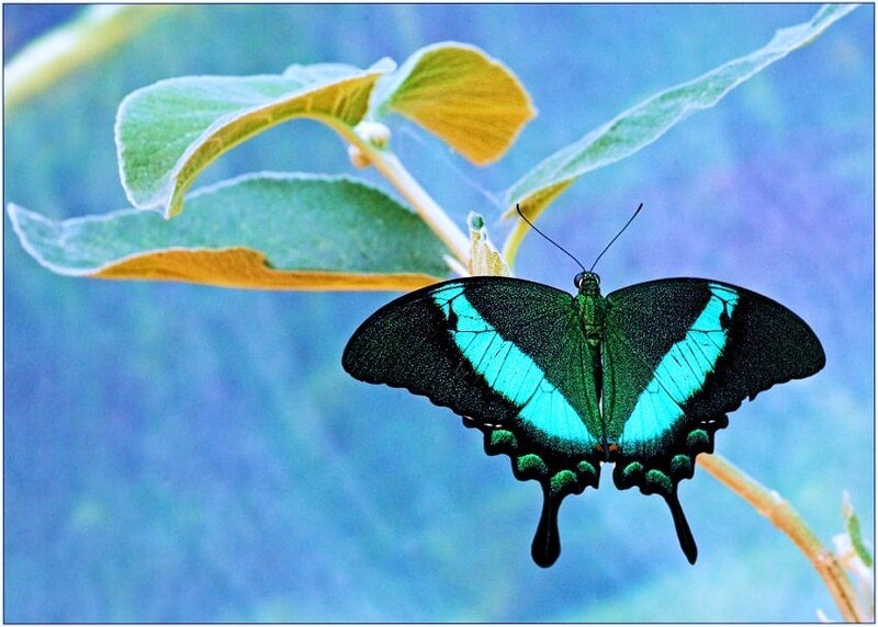 Blue-green butterfly on leaf