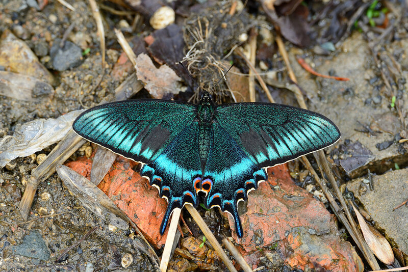 Blue-green Butterfly