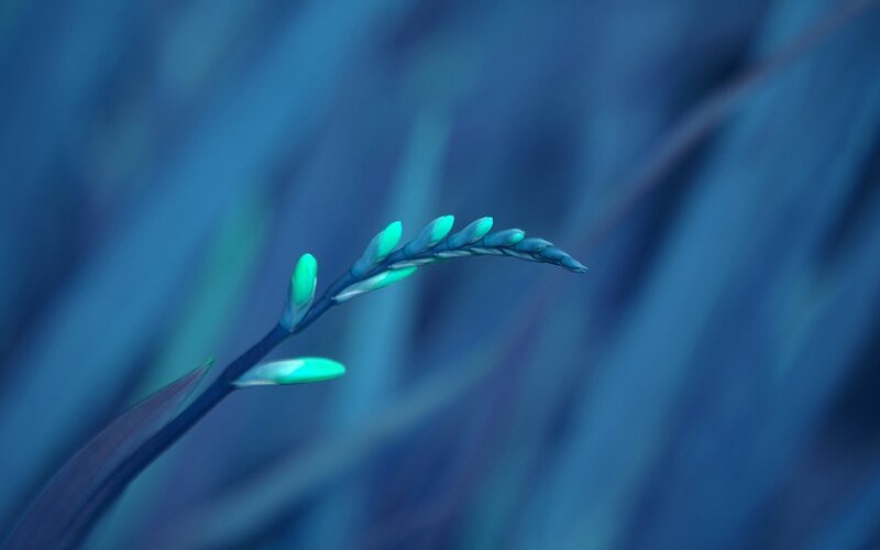 blue-green flower buds