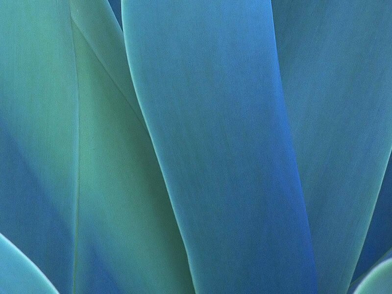 blue-green leaf patterns